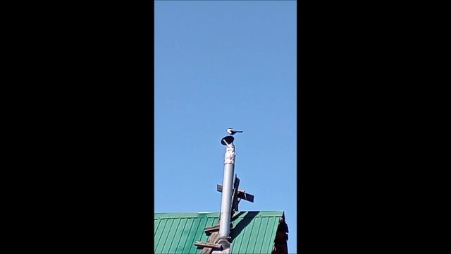 Ворона))