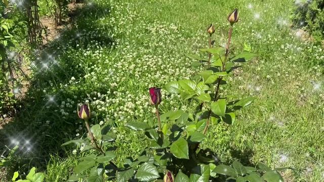 🌹✨ Красота аллеи роз в нашем детском саду✨🌹