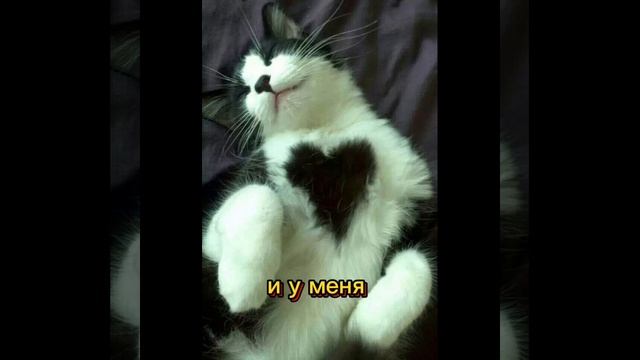 Жиза. Животные.