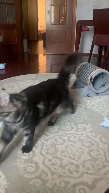 Котята мейн кун