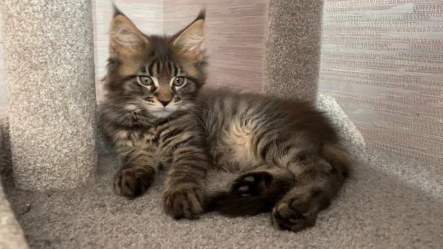 Мейн Куны      🐈⬛.     23-05-2025