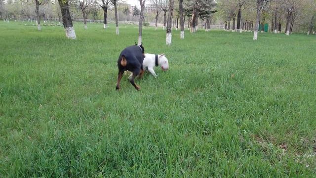 Snap Bull Terrier & Roy Doberman Снап и Рой