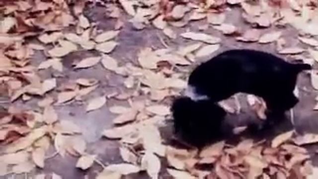В хорошие руки