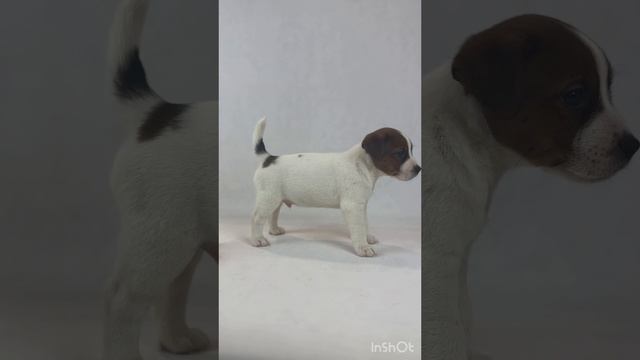 Мальчик ДРТ