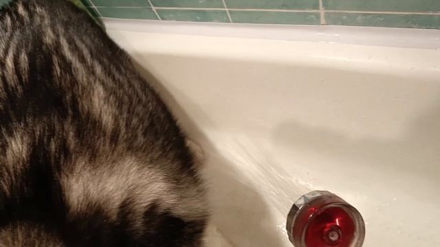 моем лапки после прогулки #хаски #husky