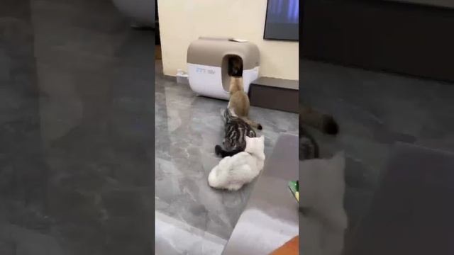 Наш TG https://t.me/liveofcats