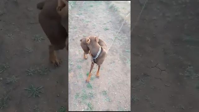 Доберман Срочно ищет Новый  ДОМ!
