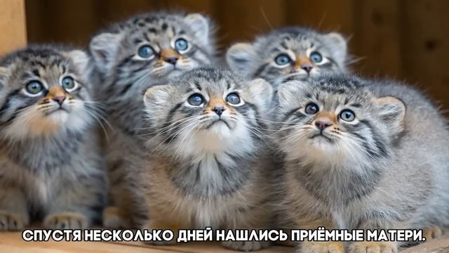 Фермер спас брошенных котят, но ветеринар был в шоке, у