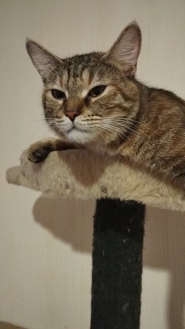 Как понять котика👍🤣. Питомник Golden Sun. мы есть в ВК.