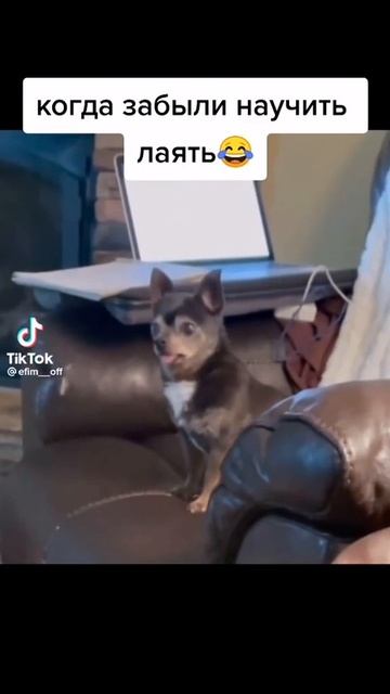 Собачка учится лаять.