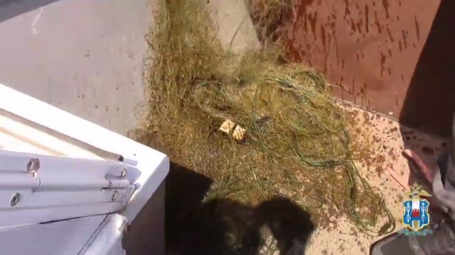 Полиция Ростовской области продолжает операцию «Путина»: борьба с браконьерством в период нереста
