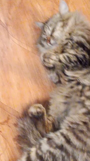 Кот Григорий