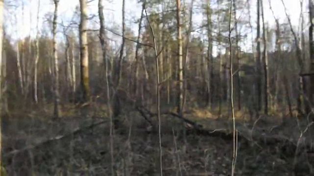 Курцхаар Райт, поиск вальдшнепа