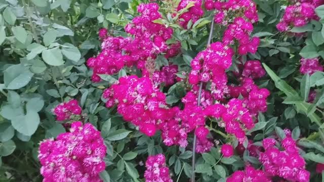 ПЕРВОЕ ЦВЕТЕНИЕ РОЗ ПОСЛЕ ОБРЕЗКИ СЛЕПЫХ ПОБЕГОВ #слепыепобегироз #розы #цветениероз #сад #растения