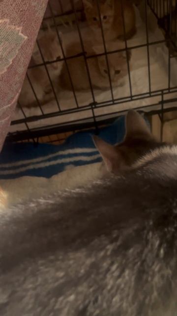 Котята сидят на карантине