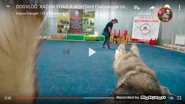 Реакция на ХАСКИ БАНДИТ
