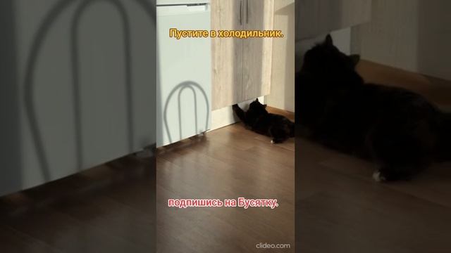 Пустите