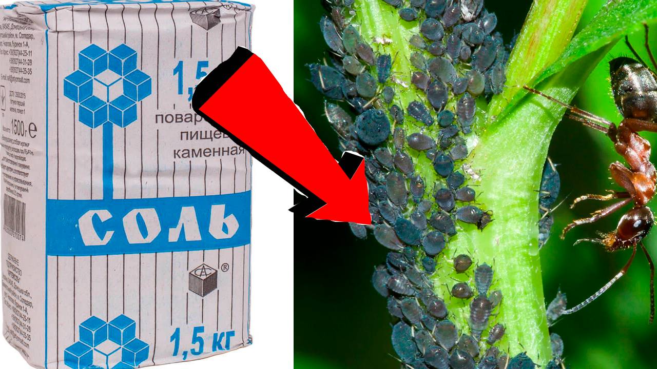 Как избавиться от тли за 3 Секунды!!!!!