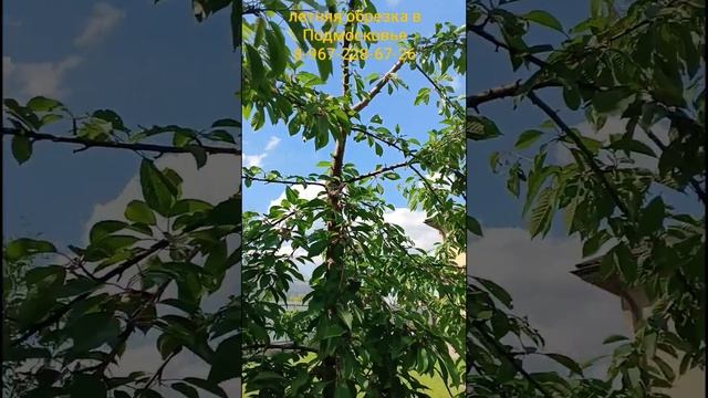 летняя обрезка черешни ПОСЛЕ ОБРЕЗКИ