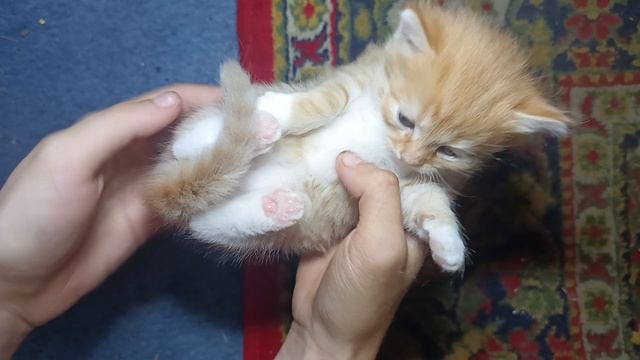 Котята