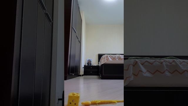 желтушка и крысыром