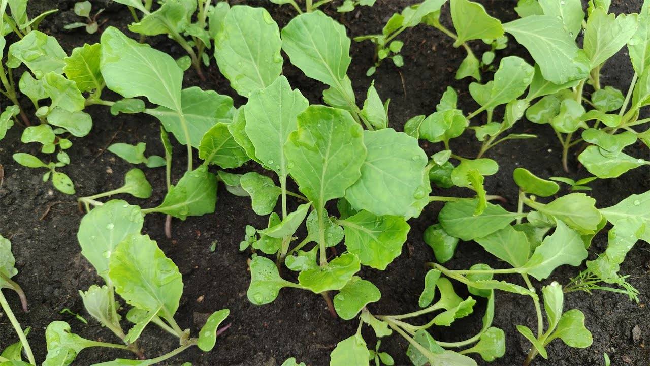 Посев капусты на рассаду в открытый грунт 🥬 | Под укрывной материал — просто, быстро и эффективно!