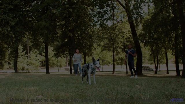 Музыка обнимает крепче любого человека на планете - Terminal Love -- Duncan Reid and the Big Heads -
