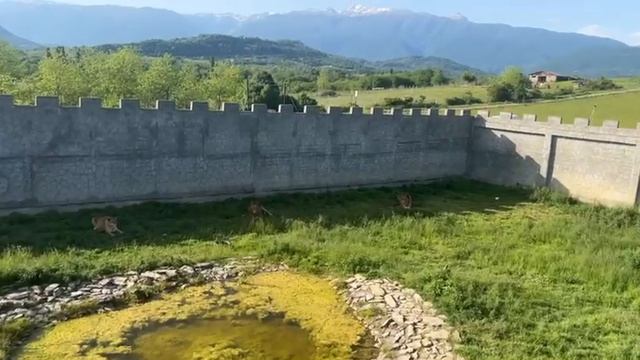 Абхазия, Гудаутский район, село Аацы, Парк львов «ПРАЙД» (май, ВЕСНА-2025)