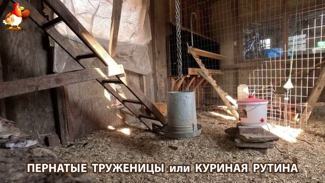 Куры несушки свободного выгула и их обычная куриная рутина – эпизод (343)