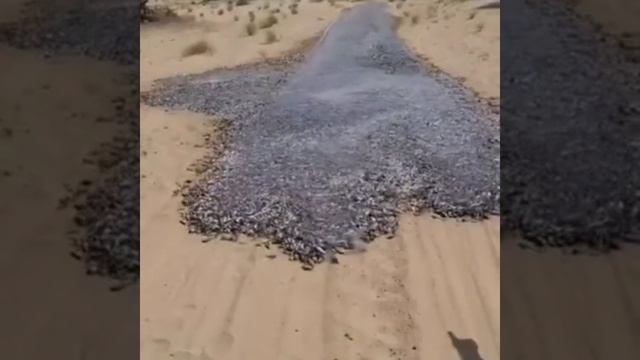 Рыбий феномен в пустыне