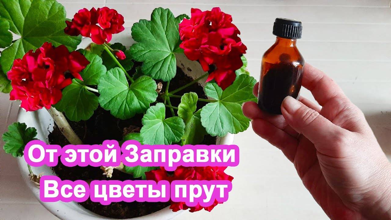 2 Бабушкиных метода Дать цветам подпитку в декабре Завалят цветением герань и фиалки.