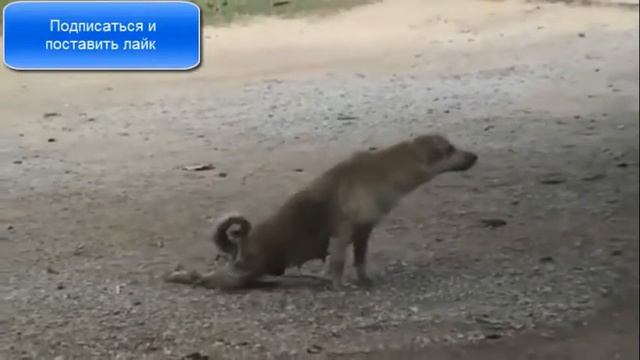 [Видео прикол]Собака чешет ногу