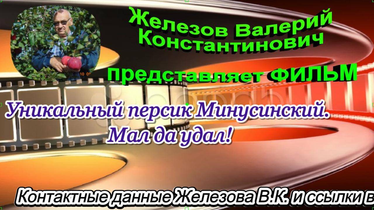 Уникальный персик Минусинский. Мал да удал!