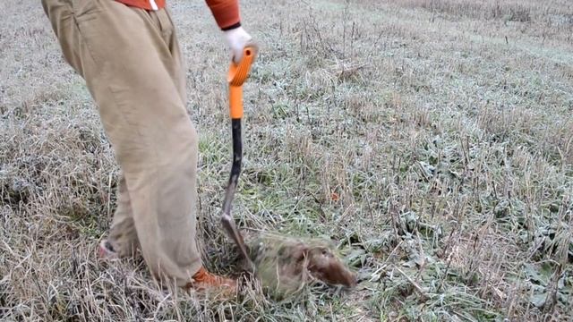 Мое первое золото. ЗОЛОТЫЕ 5 рублей.