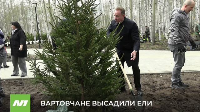В парке Победы посадили сто ёлок. Нижневартовск