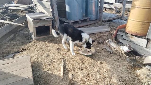 Якутские аборигенные лайки ЯОЛ hunting dogs