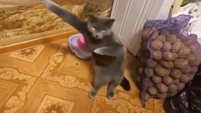 Нубик  танцует 10ка ютубер  ИИ часть 1