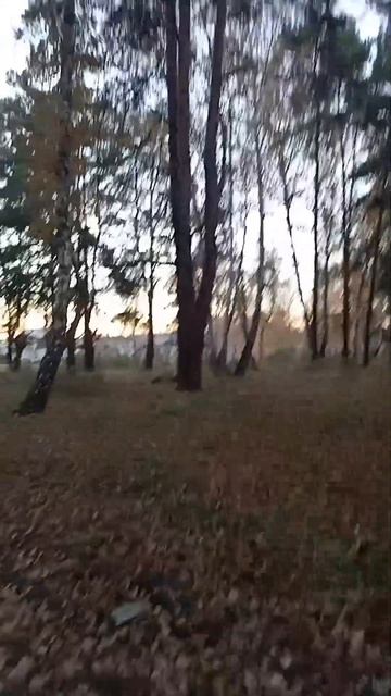 красота