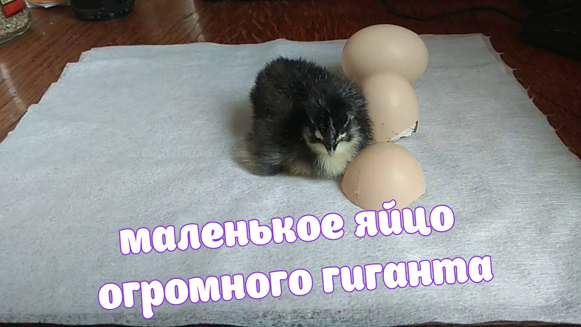 маленькое яйцо огромного гиганта