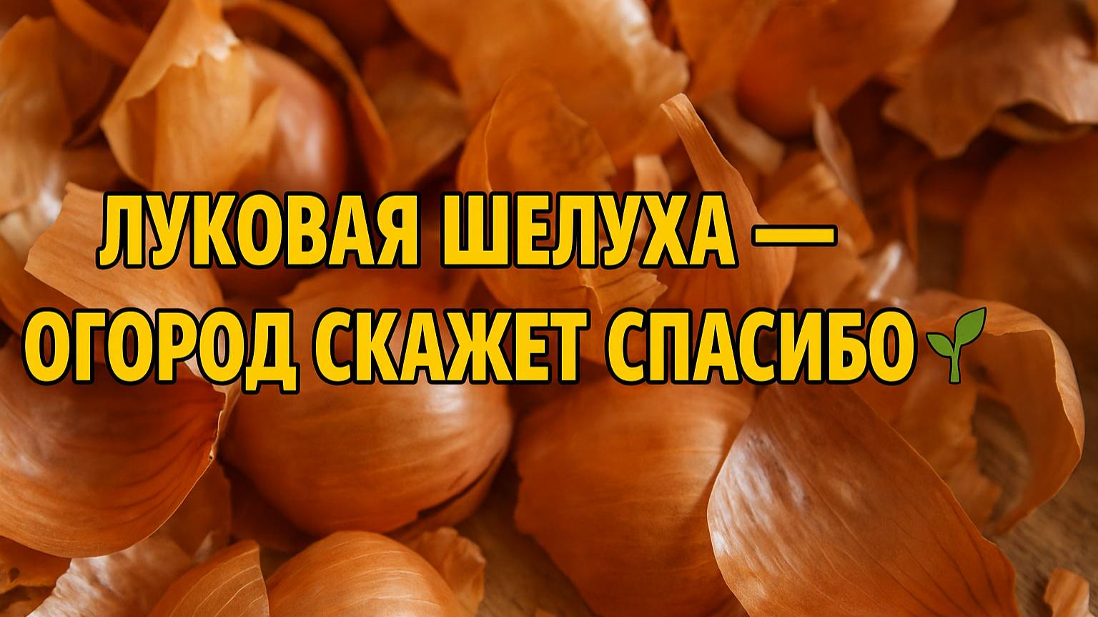 Луковая шелуха творит чудеса на огороде!