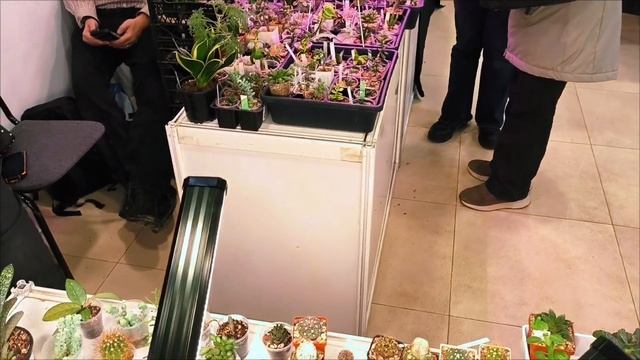 магазин Кактусы и суккулентнты на ВДНХ. ТЦ РМ 2 этаж. 30.1