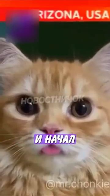 Новостничок (52)