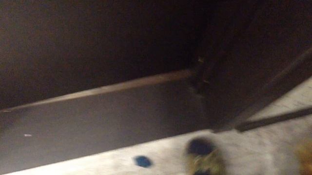 АЛЬФ НАШЁЛ СВОЮ ИГРУШКУ! ЭТО КИТАЙСКАЯ МЫШКА,НО УЖЕ БЕЗ ХВОСТА