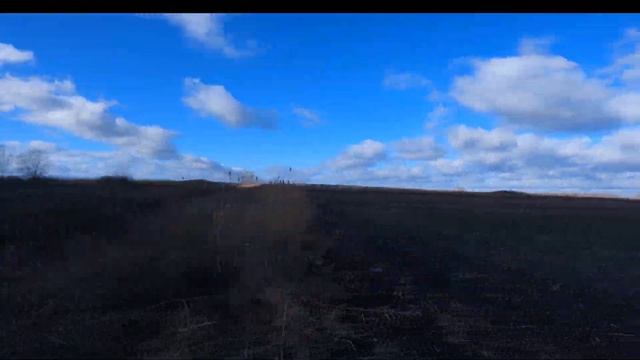 охота на зайца с курцхааром