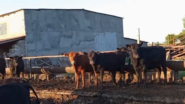 Коровы вторые