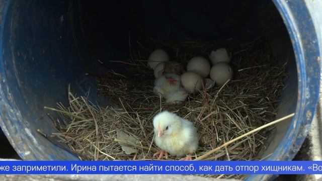 Чёрные коты, а также курицы и цесарки пропадают в Первомайке