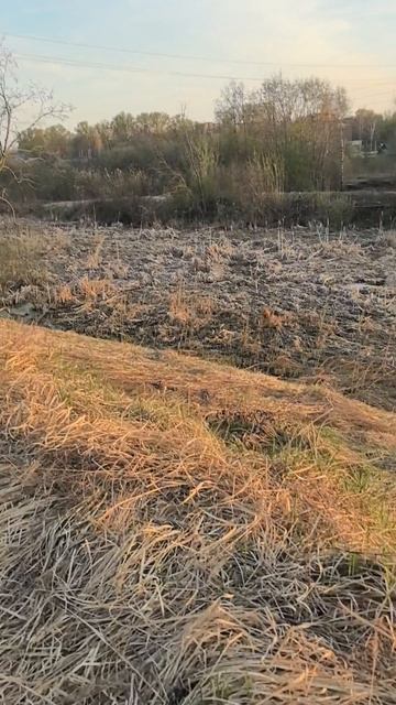 Жизнь моя жизтянка.