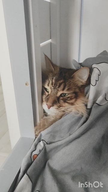 кот под одеялом !?😸