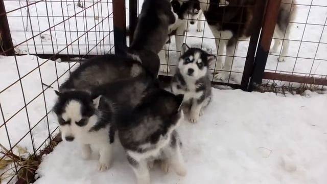 Щенки хаски 2