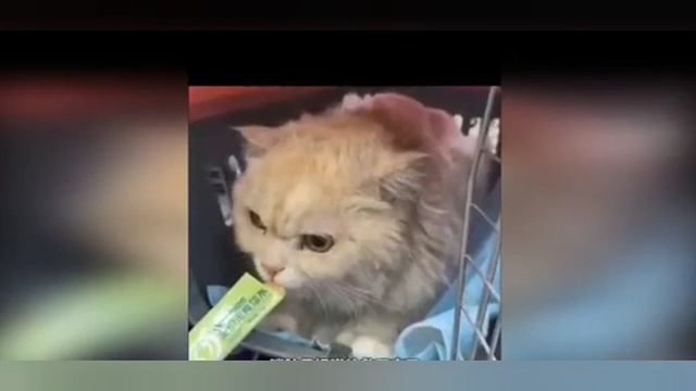 Кошка ожидала приезда пожарных держась за решетку